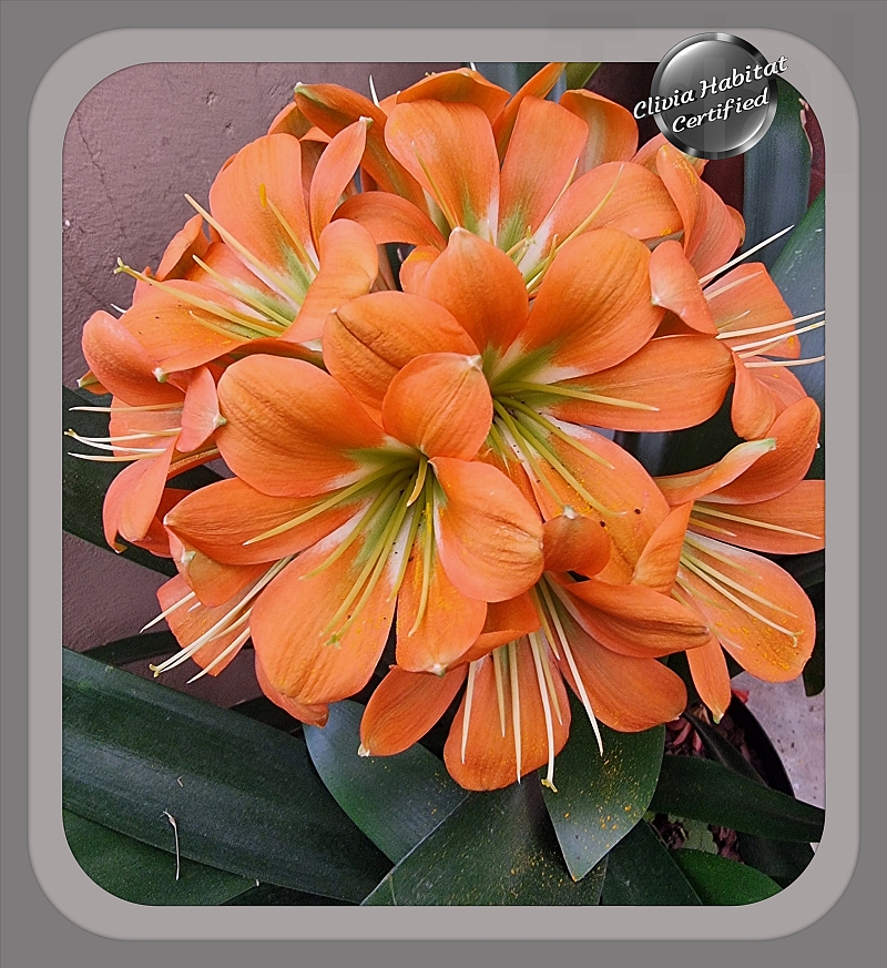 – Clivia Throat Green Orange Habitat